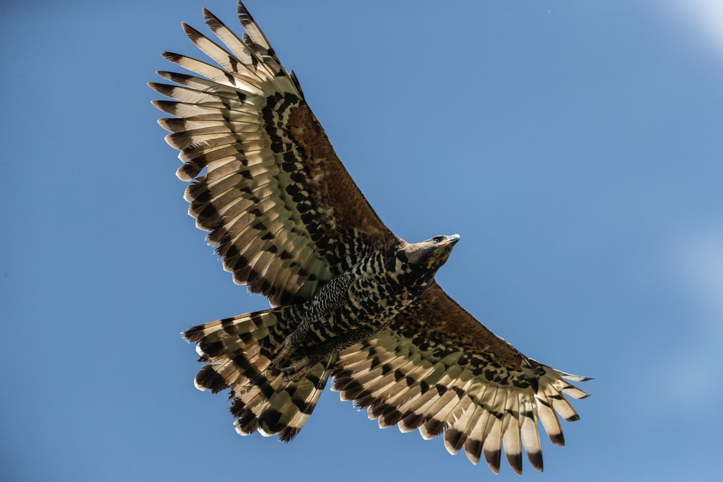 African Crowned eagle