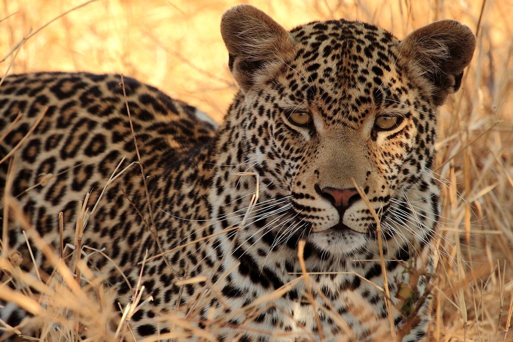Spot leopards on a safari in Kruger National Park