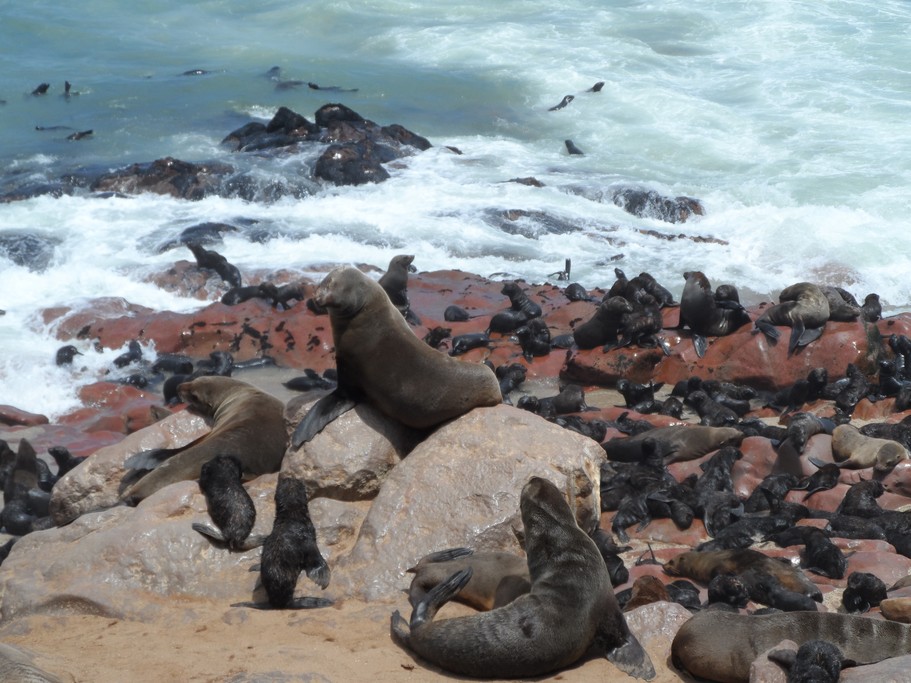 Seal colony at Cape Cross