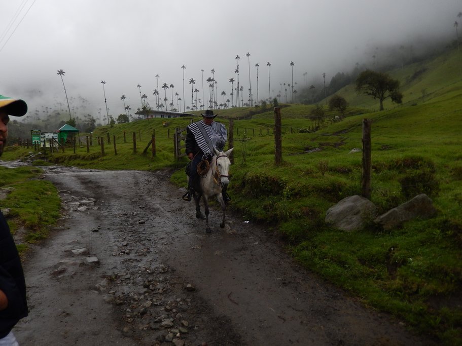 Cocora Valley, home of the wax palms (photo courtesy of Bonnie Sibley)
