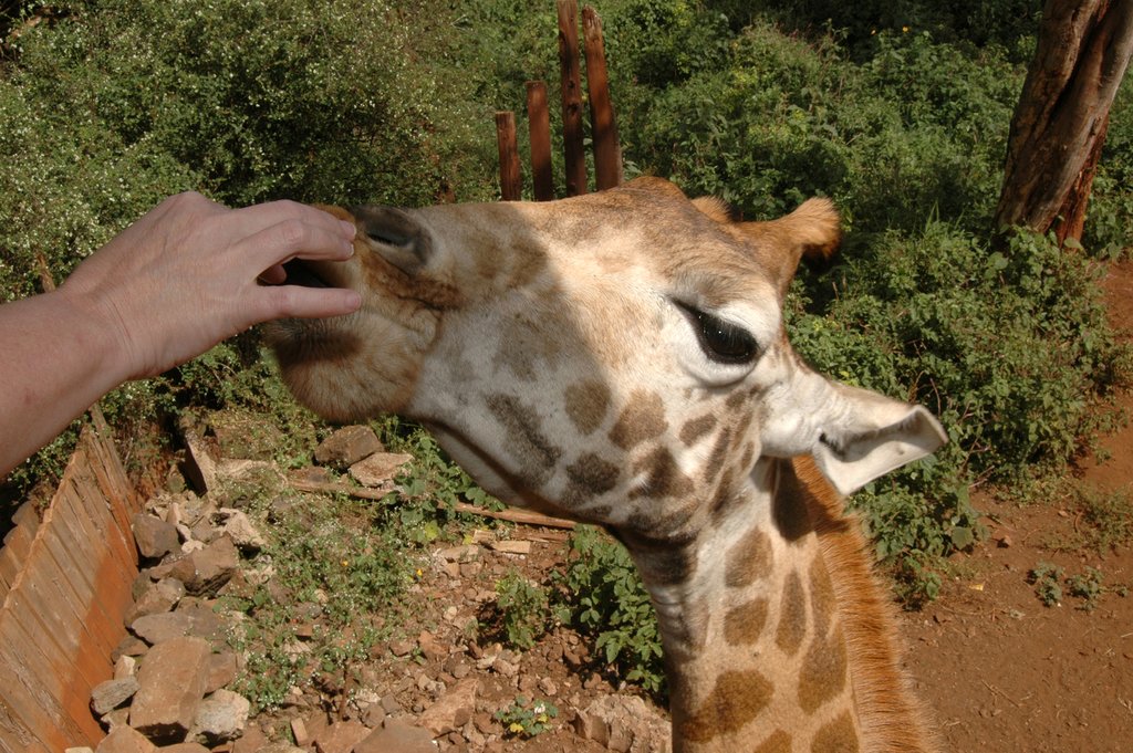 Participate in feeding endangered giraffes at a breeding center