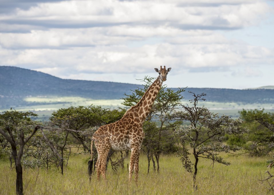 Giraffe and stunning Masai Mara landscape