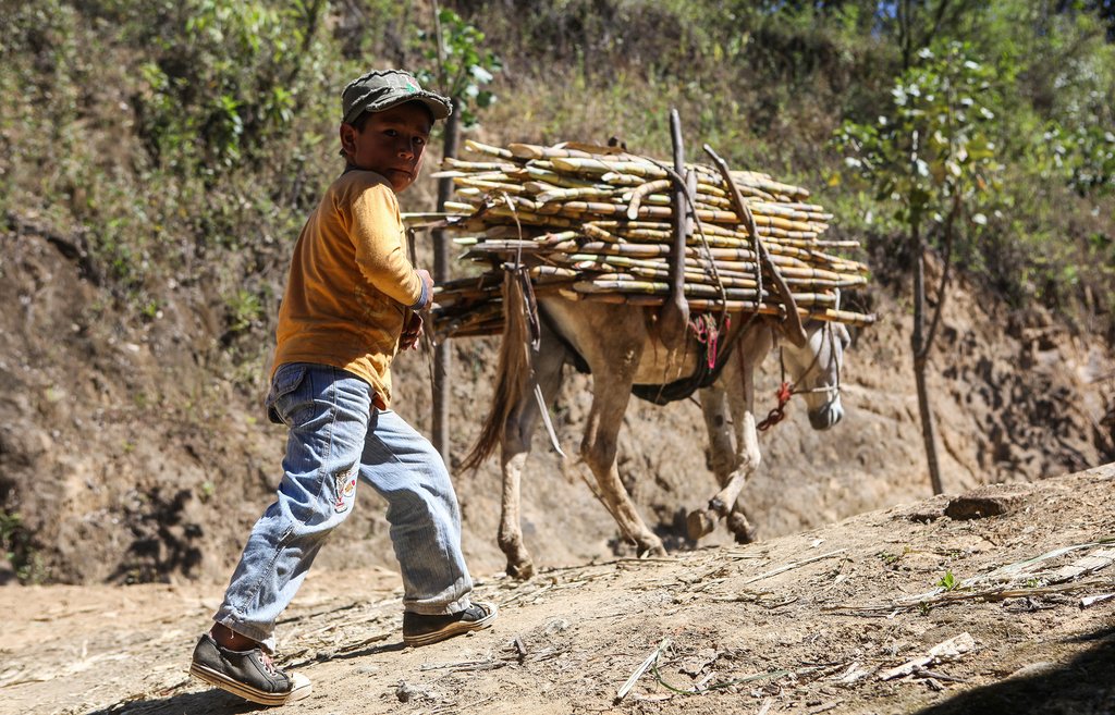 A young boy transports sugar cane, a common agricultural staple in the area