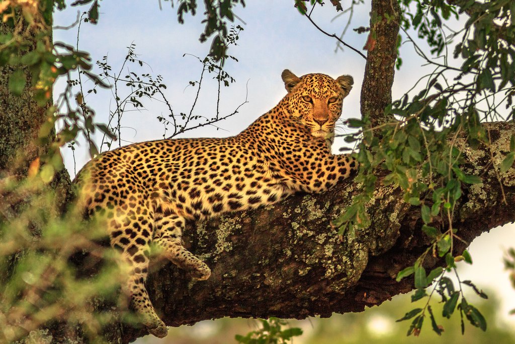 The leopard is part of the popular Big Five