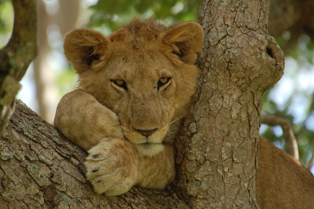 Transfer from Bwindi Impenetrable National Park to Queen Elizabeth National Park via Ishasha