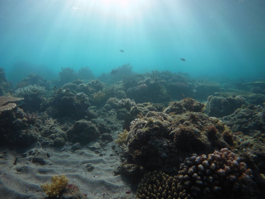 Diving off the coast of Dauin