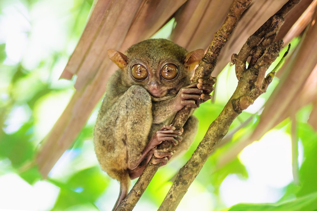 A tiny tarsier