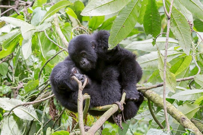 Young gorillas playing