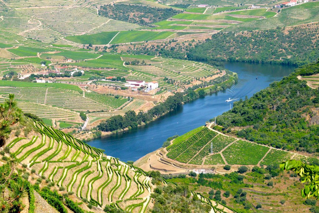 The Vineyards of the Douro River Valley