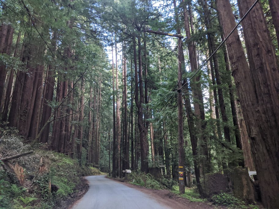 Alpine Road cuts through a dense Redwood forest