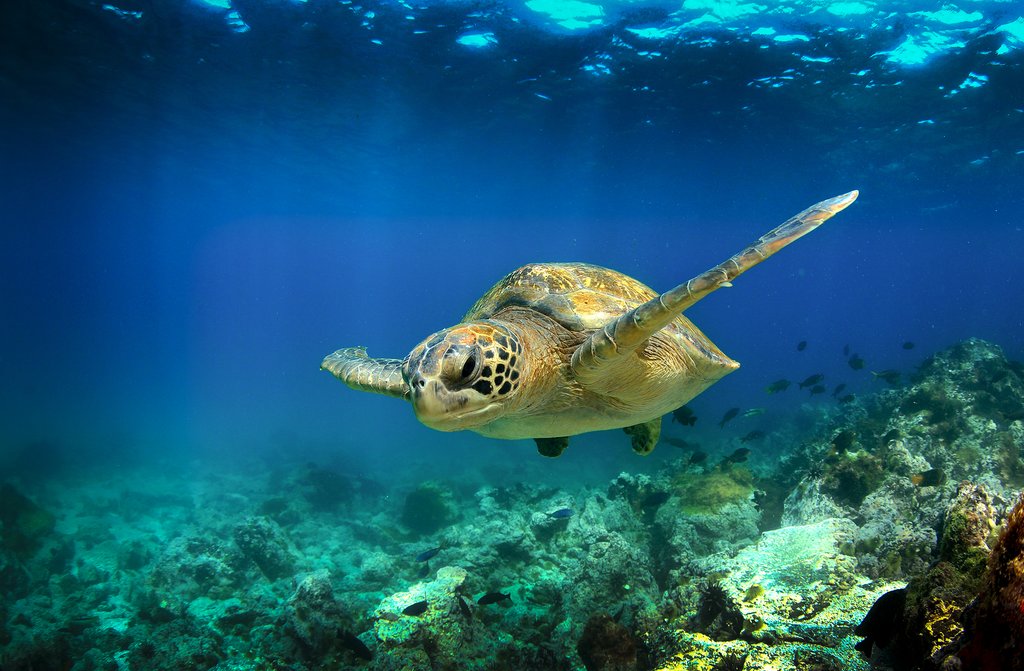 Green sea turtle in the waters of the Galapagos Islands
