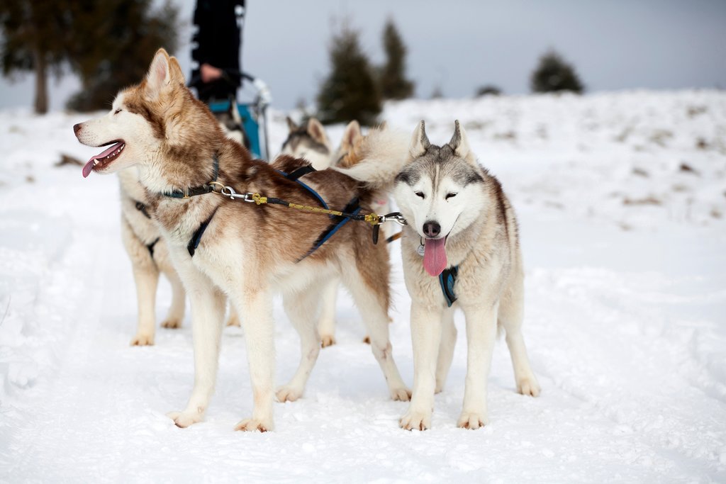 Adorable Huskies ready to hit the trail