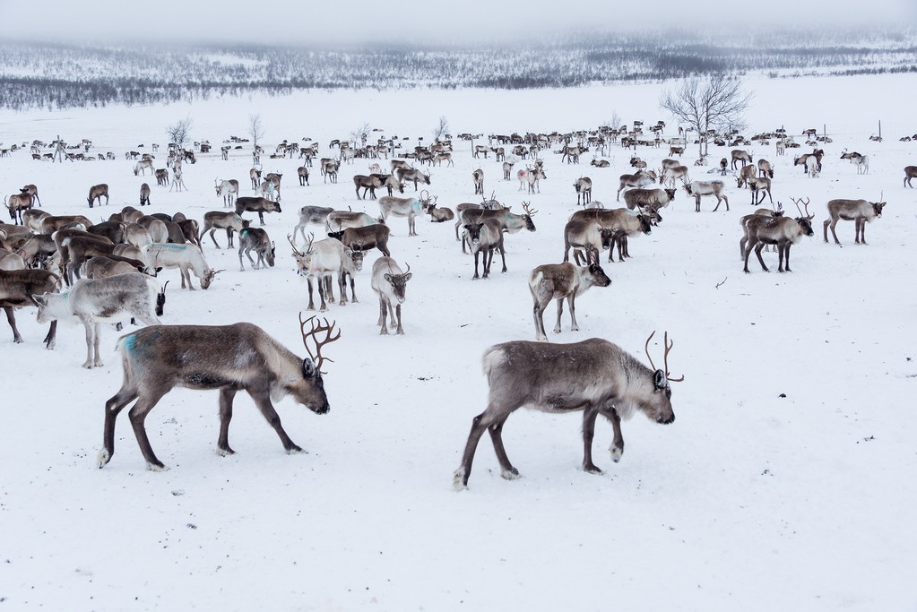 You'll meet quite a few reindeer today!