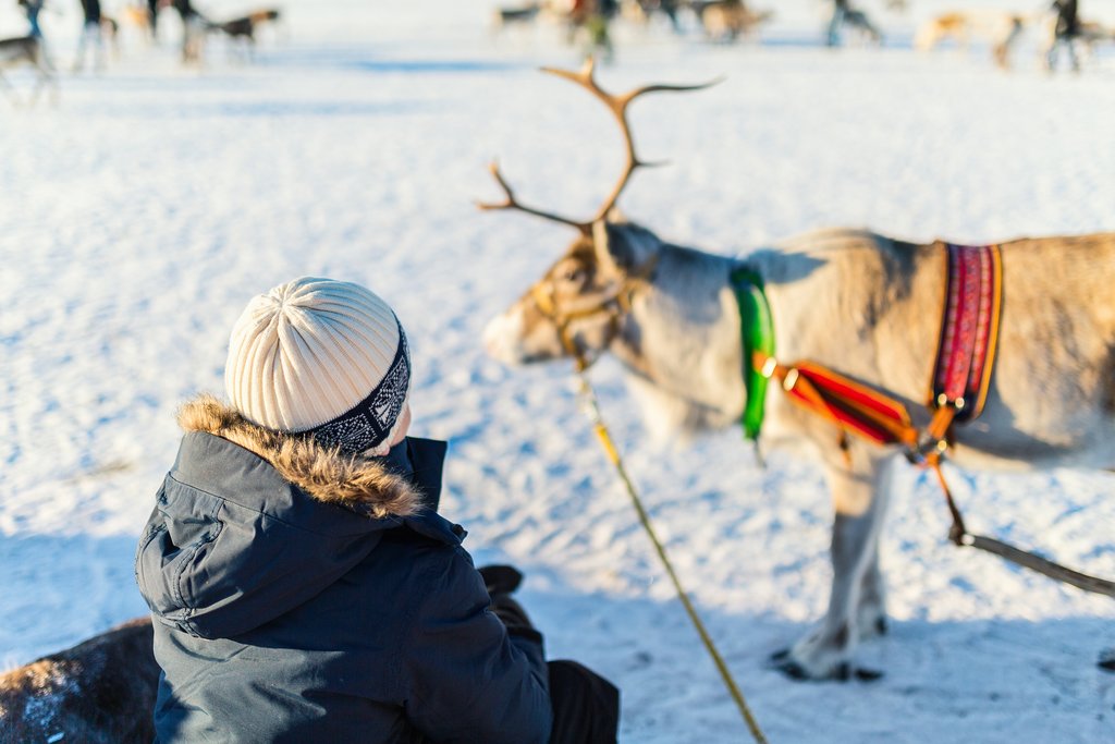 Reindeer sledding on a sunny day