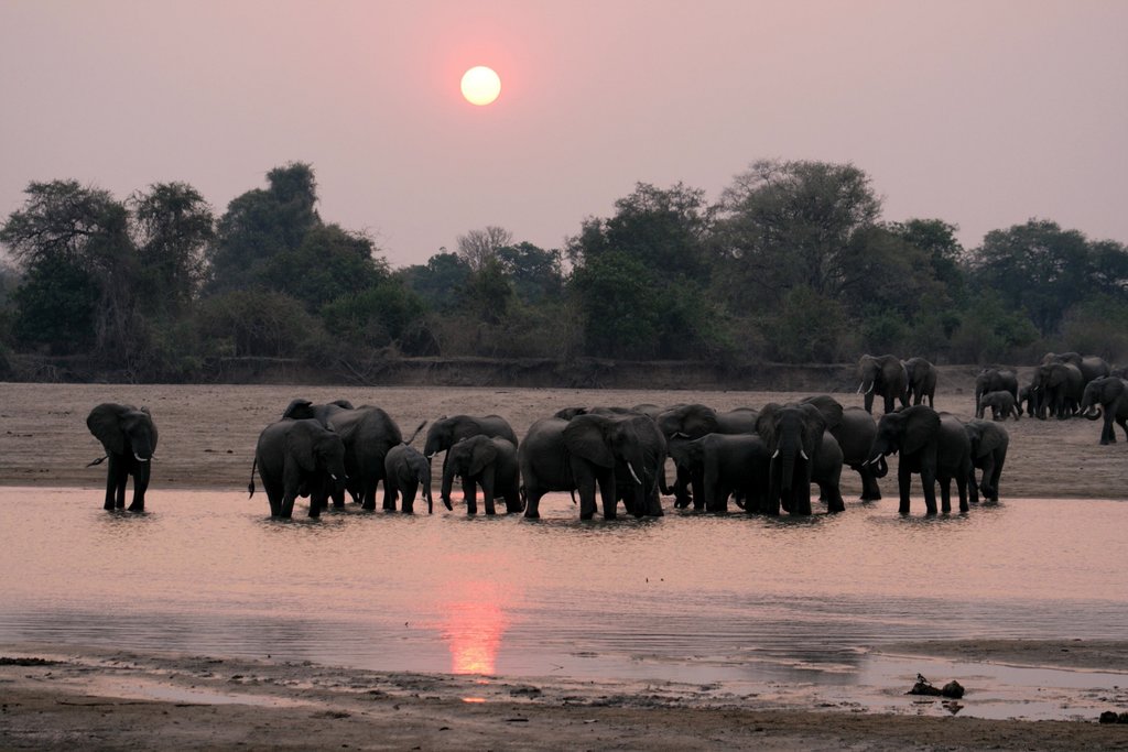 Elephants at sunset