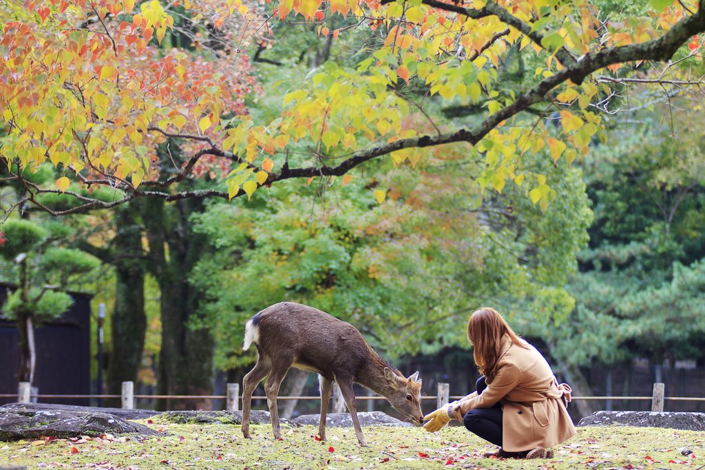 Deer in Nara Park