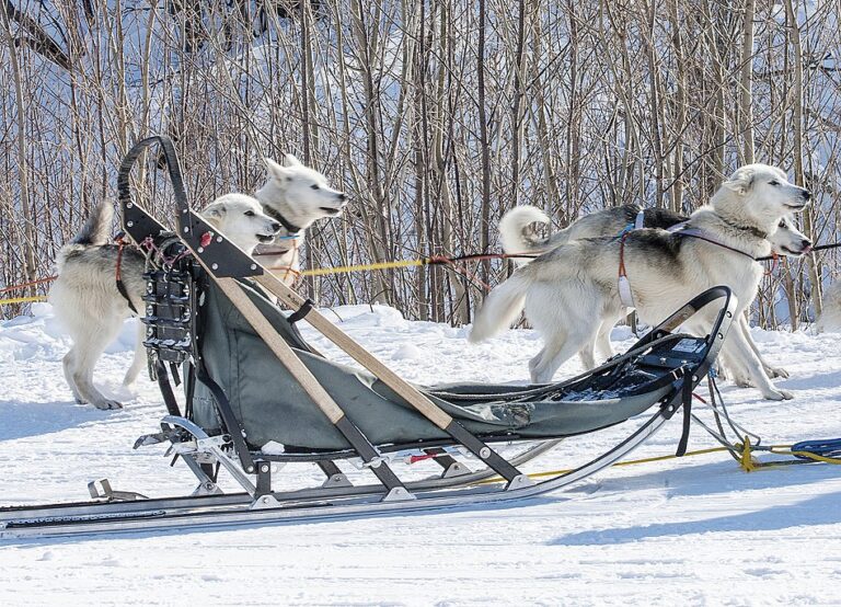 Norway Dogsledding Adventure - 5 Days