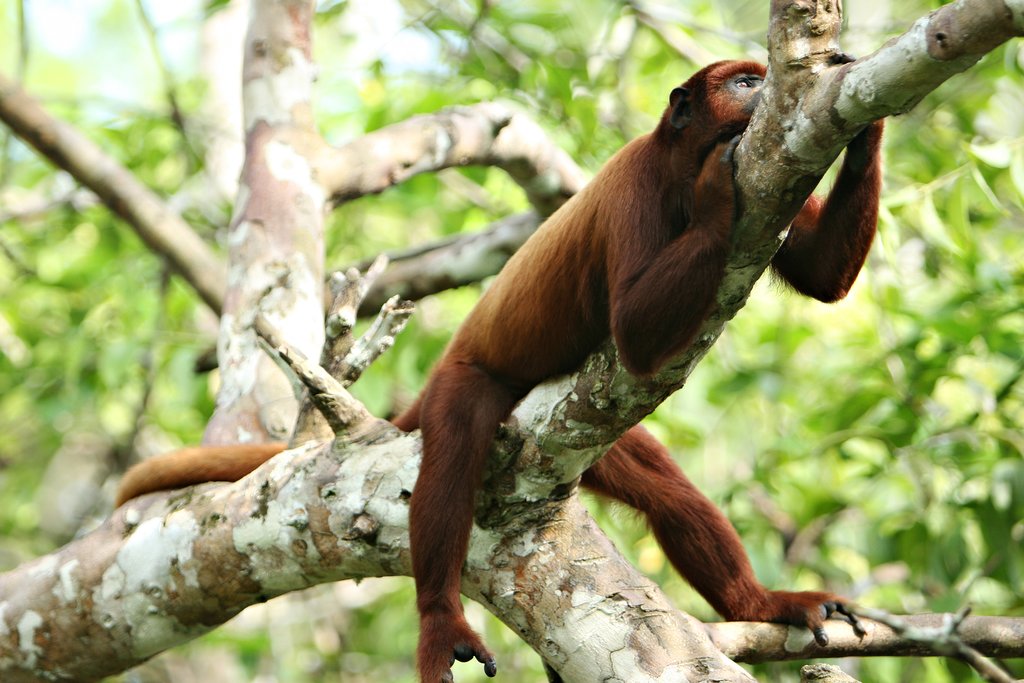 Spot howler monkeys in the Peruvian jungle