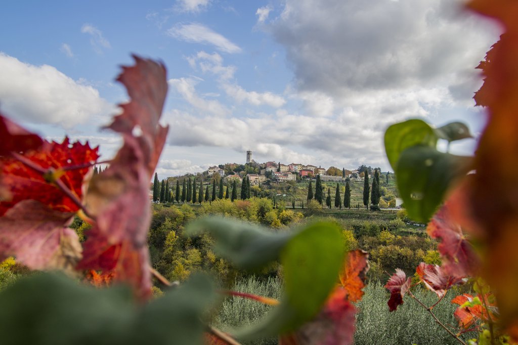 Istrian vegetation and sprawling villas