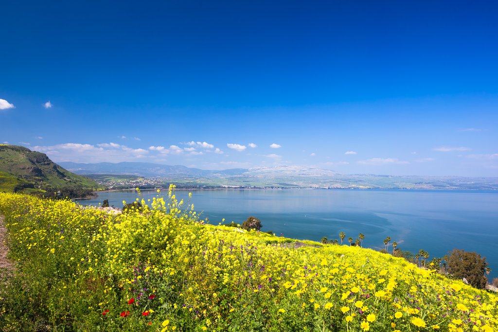 Blooming flowers on the Sea of Galilee