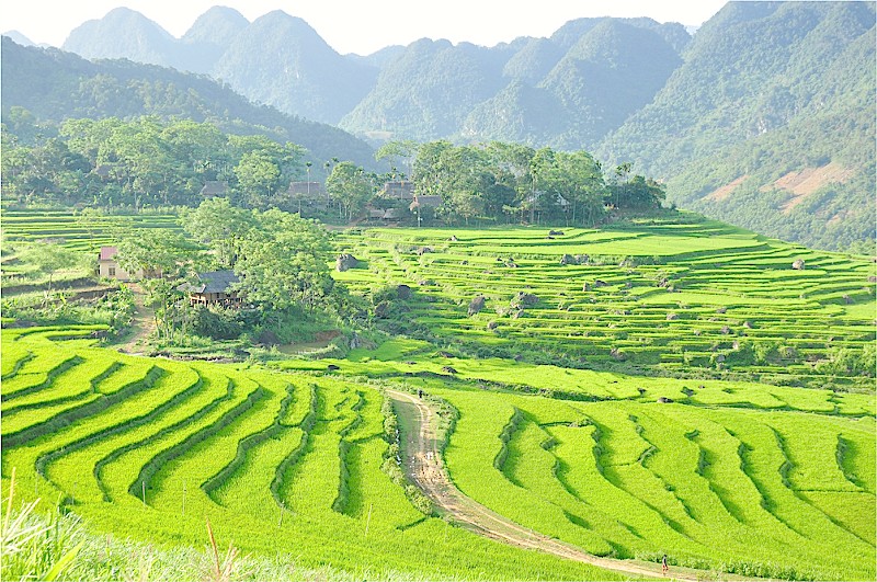 Rice terrace field at Pu Luong
