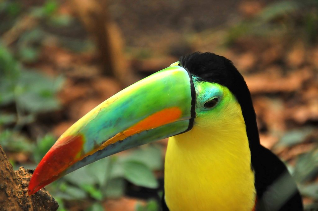 Rainbow-billed toucan