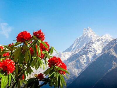 spring landscape with flowers of rhododendron in Nepal