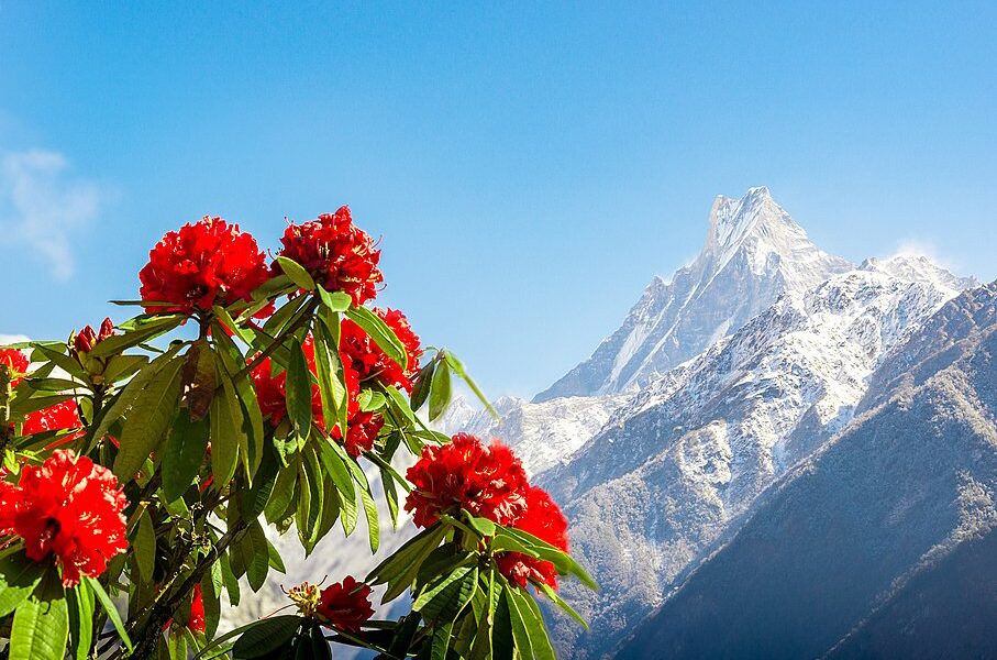 spring landscape with flowers of rhododendron in Nepal