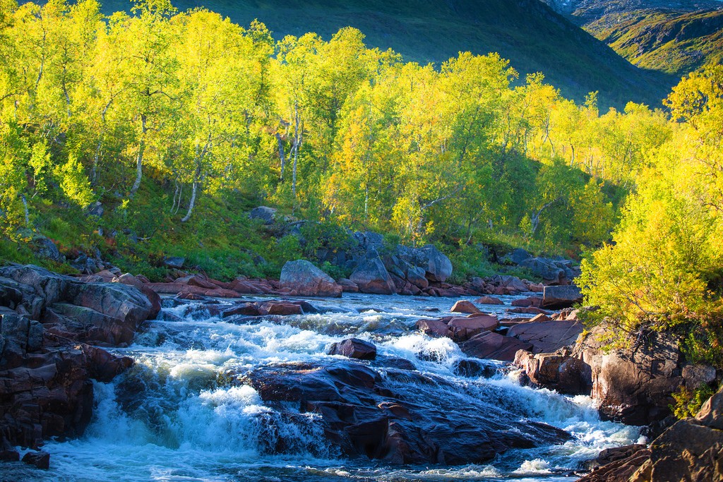 Forests and rivers on the way to Senja