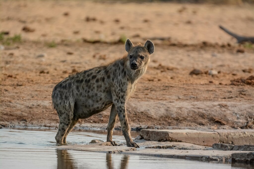 Explore Etosha National Park