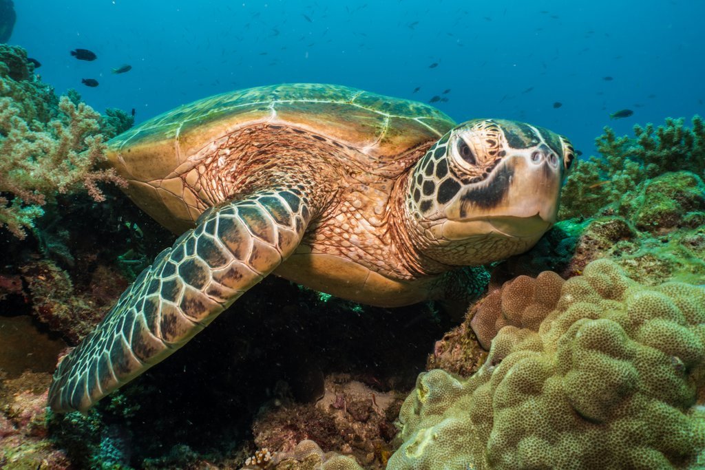 Sea turtle off the coast of Balicasag Island