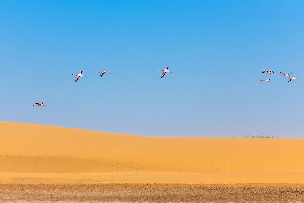 Flamingos above the dunes
