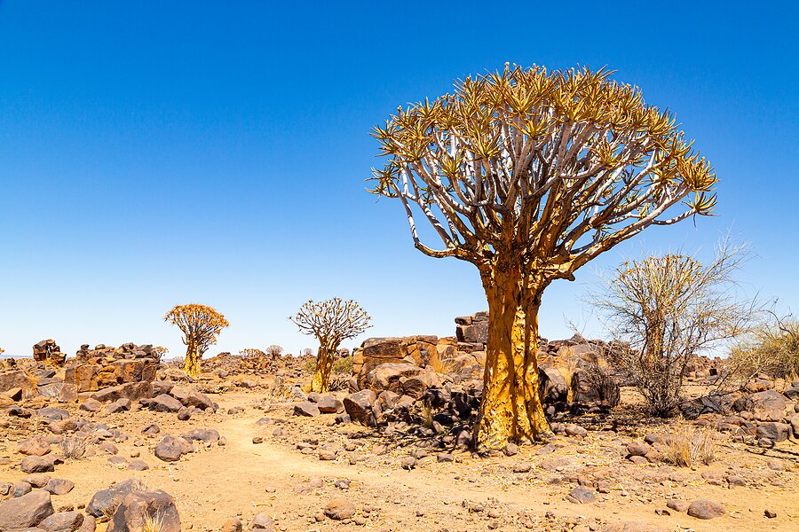 The quiver tree forest, or aloe dichotoma, Keetmanshoop, Namibia