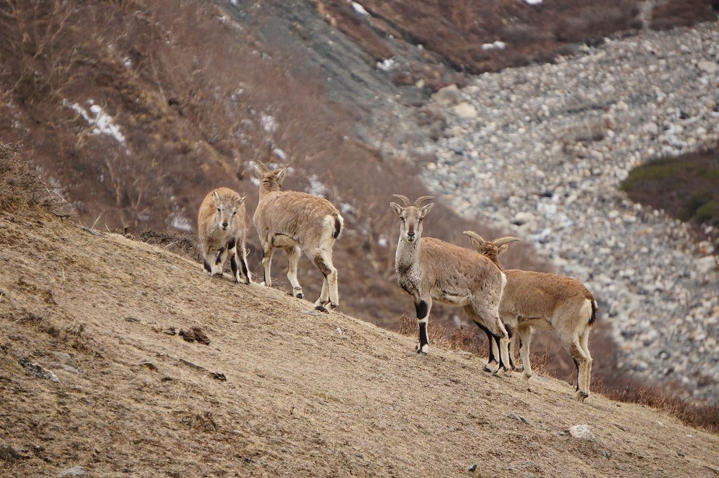 Blue Sheep