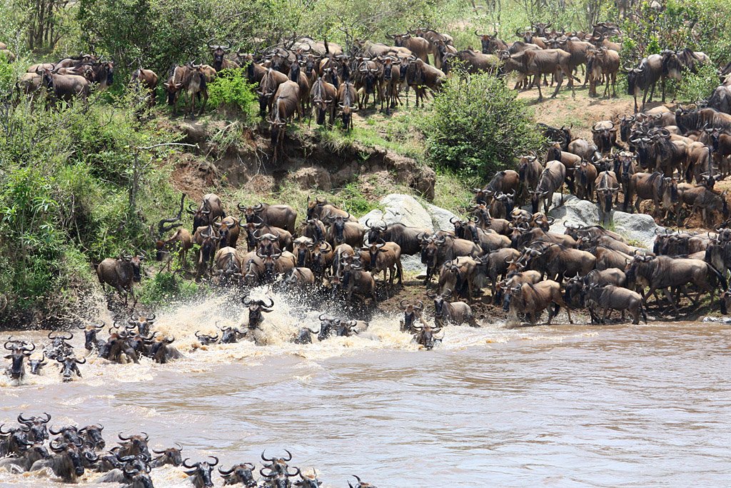 The Chaotic Crossing of the Mara River