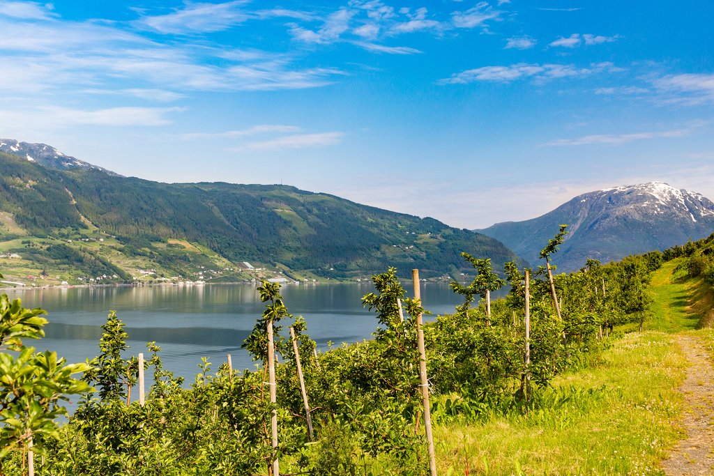 Hiking trail along the Hardangerfjord