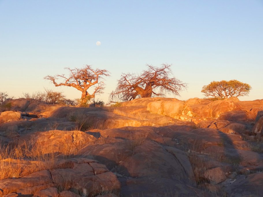 Baobabs at sunset  in the Makgadikgadi Pan