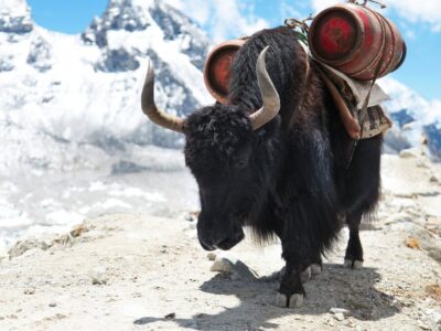 big-e73f8faeda6f0e368100f9ee7949ac0a