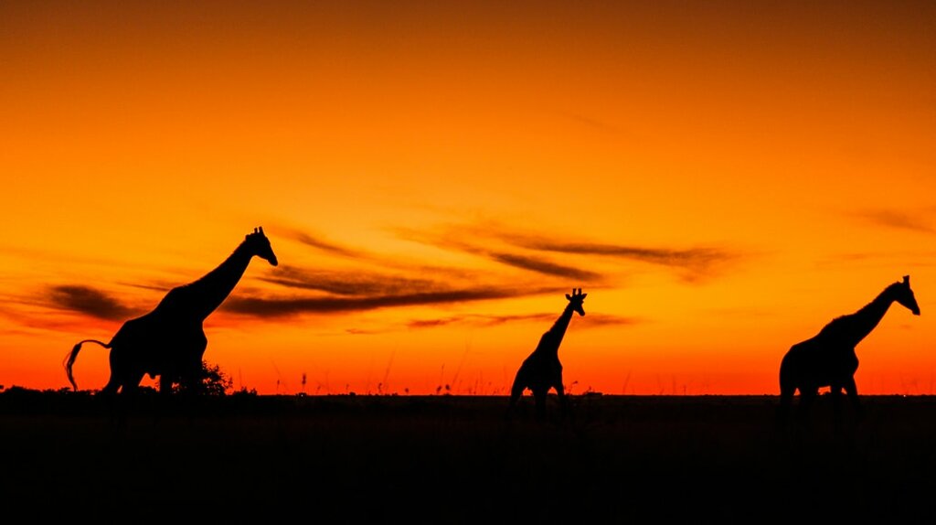 Depart Africa