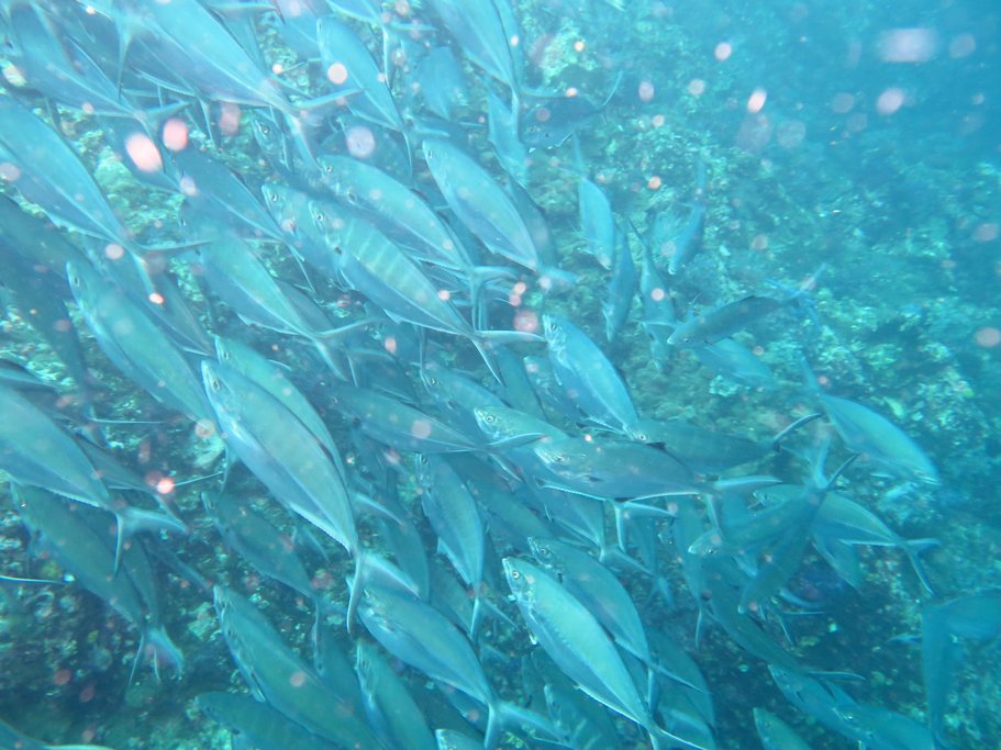 School of tropical fish