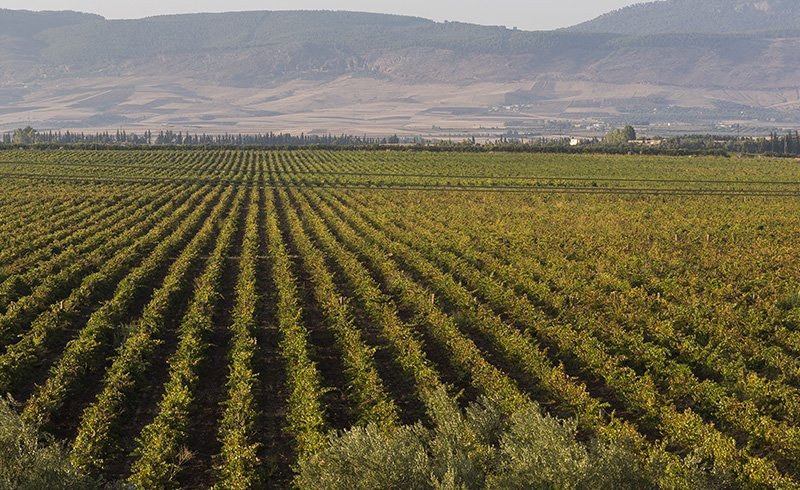 The vines of Guerrouane