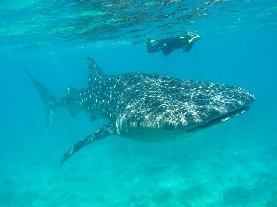 Swimming with the whale shark.