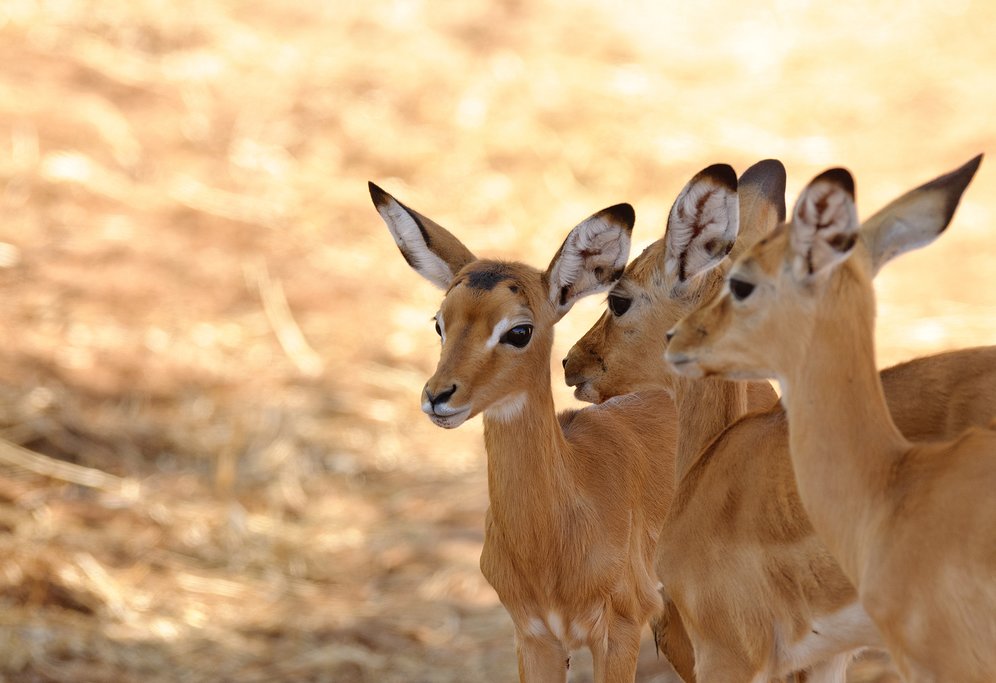Young impala