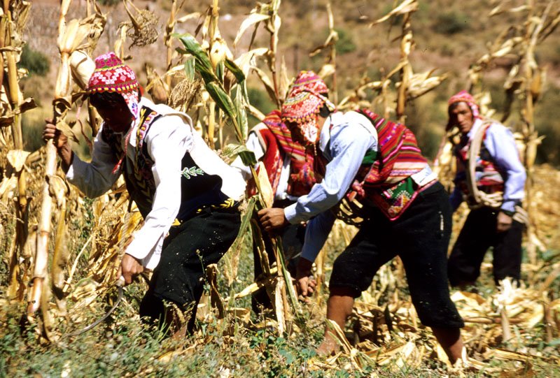 The high elevation and mountain climate are perfect for breeding and growing many varieties of corn