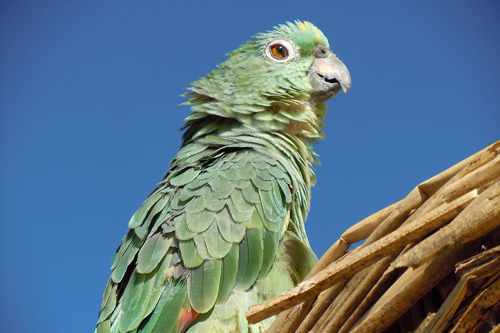 Parrot in the Amazon