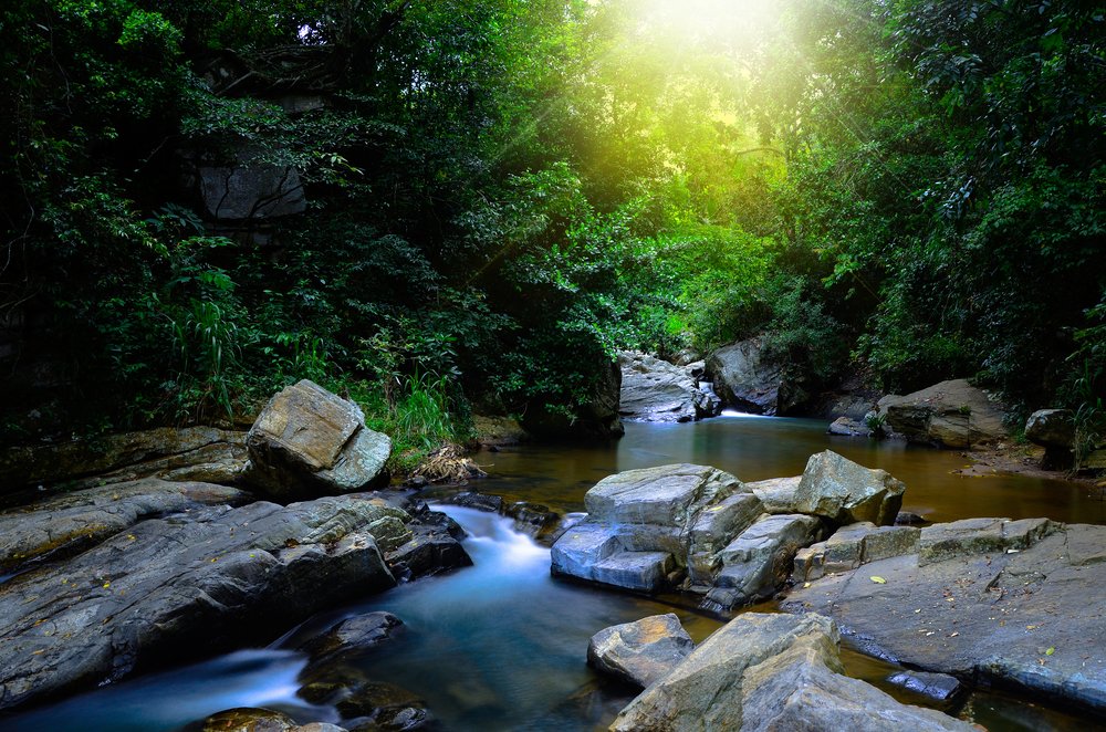 Sinharaja rainforest is a fragile eco-system, home to half of the endemic mammals and butterflies of Sri Lanka.