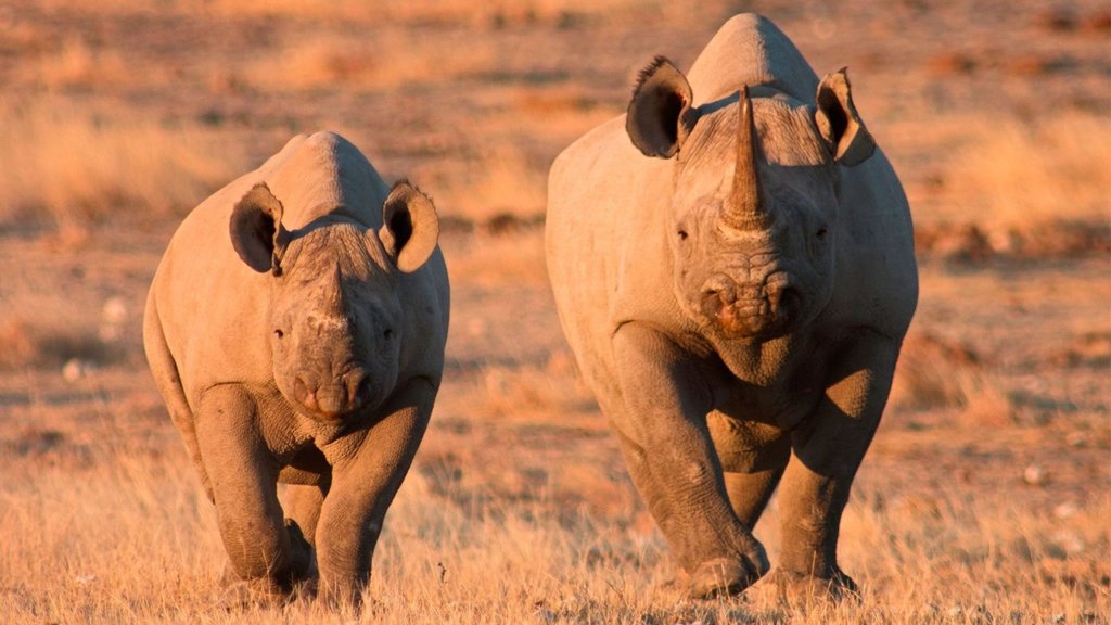 A pair of rhinoceros at sunset