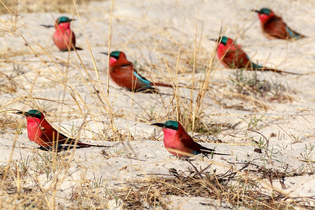 Nothern carmine bee-eaters