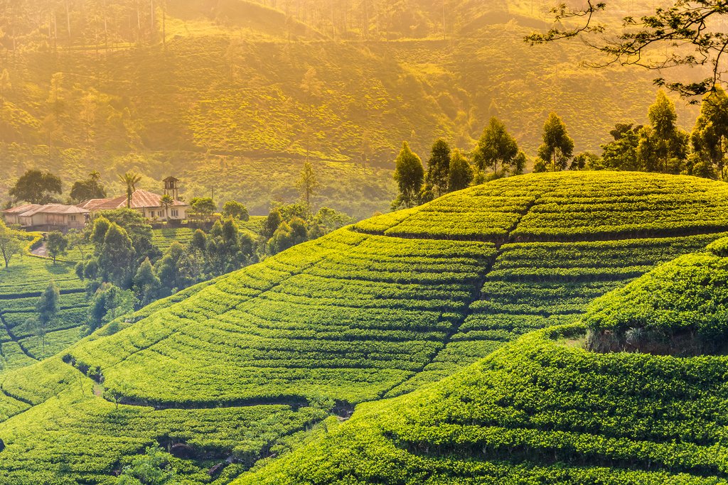 Tea plantation near Hatton