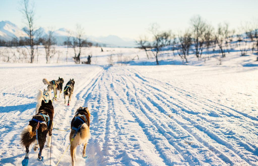 Meet your team of huskies and explore Alta by dog sled